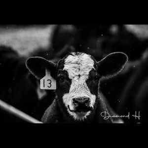 Baldy 24x36 Canvas Print